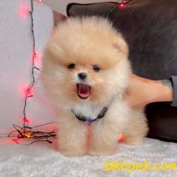 Pomeranian Boo Teddy Bear Yavrular 1