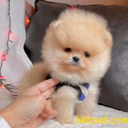 Pomeranian Boo Teddy Bear Yavrular 5