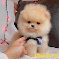 Pomeranian Boo Teddy Bear Yavrular 2
