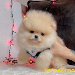 Pomeranian Boo Teddy Bear Yavrular 4