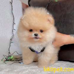 Pomeranian Boo Teddy Bear Yavrular 3
