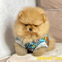 Pomeranian Boo Teddy Bear Yavrular 3