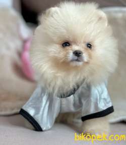 Pomeranian Boo Teddy Bear Yavrular 3