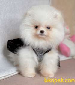 Pomeranian Boo Teddy Bear Yavrular 1