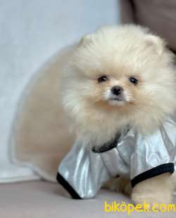 Pomeranian Boo Teddy Bear Yavrular 4