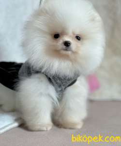 Pomeranian Boo Teddy Bear Yavrular 2