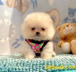 Pomeranian Boo Teddy Bear Yavrular 5