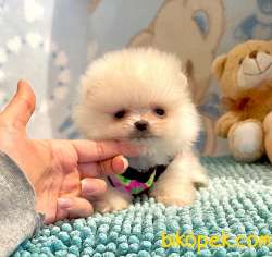 Pomeranian Boo Teddy Bear Yavrular 4