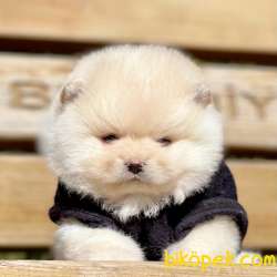 Pomeranian Boo Teddy Bear Yavrular 2