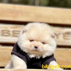 Pomeranian Boo Teddy Bear Yavrular 1