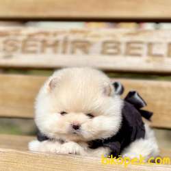 Pomeranian Boo Teddy Bear Yavrular 4