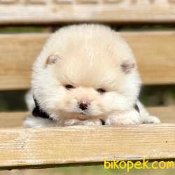 Pomeranian Boo Teddy Bear Yavrular 3