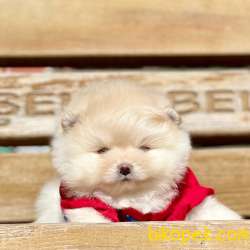 Pomeranian Boo Teddy Bear Yavrular 2