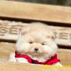 Pomeranian Boo Teddy Bear Yavrular 1