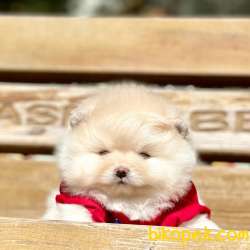 Pomeranian Boo Teddy Bear Yavrular 3