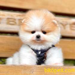 Pomeranian Boo Teddy Bear Yavrular 5