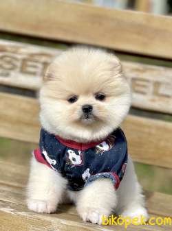 Pomeranian Boo Teddy Bear Yavrular 3