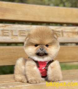 Pomeranian Boo Teddy Bear Yavrular 4