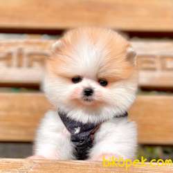 Pomeranian Boo Teddy Bear Yavrular 2