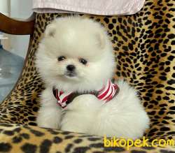 Pomeranian Boo Teddy Bear Yavrular 3