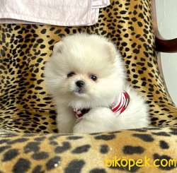 Pomeranian Boo Teddy Bear Yavrular 4