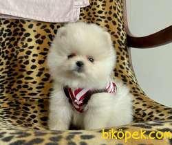 Pomeranian Boo Teddy Bear Yavrular 2