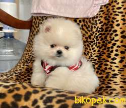 Pomeranian Boo Teddy Bear Yavrular 1