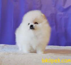 Pomeranian Boo Teddy Bear Yavrular 3