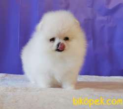 Pomeranian Boo Teddy Bear Yavrular 2