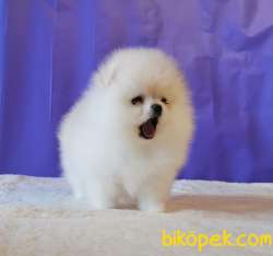 Pomeranian Boo Teddy Bear Yavrular 1