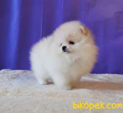 Pomeranian Boo Teddy Bear Yavrular 4