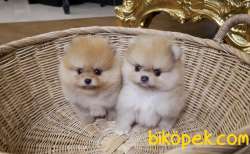 Pomeranian Boo Teddy Bear Yavrular 2