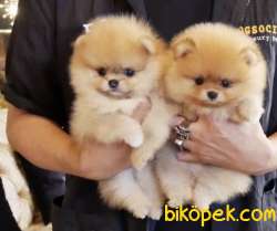 Pomeranian Boo Teddy Bear Yavrular 1