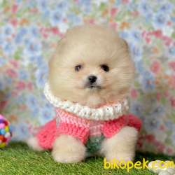 Pomeranian Boo Teddy Bear Yavrular 1