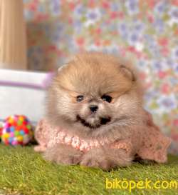 Pomeranian Boo Teddy Bear Yavrular 4