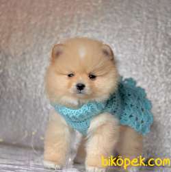 Pomeranian Boo Teddy Bear Yavrular 1