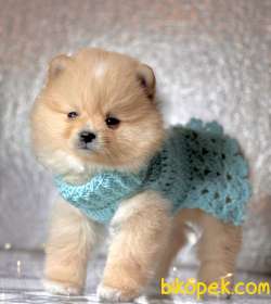 Pomeranian Boo Teddy Bear Yavrular 2