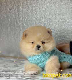 Pomeranian Boo Teddy Bear Yavrular 3