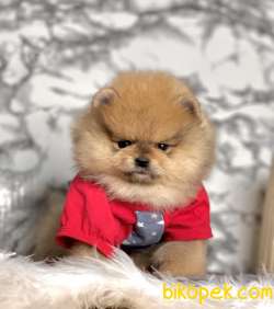 Pomeranian Boo Teddy Bear Yavrular 1