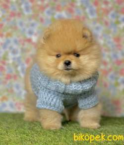 Pomeranian Boo Teddy Bear Yavrular 3
