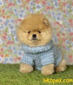 Pomeranian Boo Teddy Bear Yavrular 5