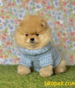 Pomeranian Boo Teddy Bear Yavrular 1