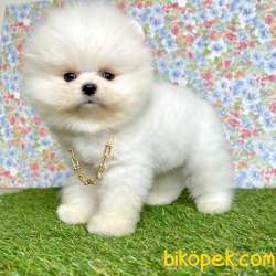Pomeranian Boo Teddy Bear Yavrular 3