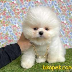 Pomeranian Boo Teddy Bear Yavrular 2
