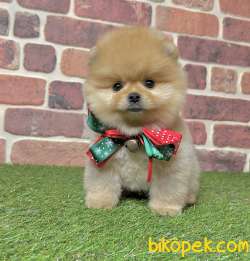 Pomeranian Boo Teddy Bear Yavrular 3