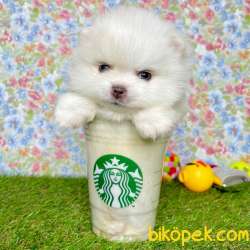 Pomeranian Boo Teddy Bear Yavrular 2