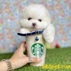 Pomeranian Boo Teddy Bear Yavrular 1