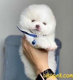 Pomeranian Boo Teddy Bear Yavrular 3