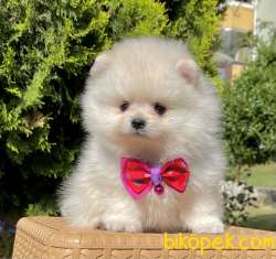 Pomeranian Boo Teddy Bear Yavrular 4