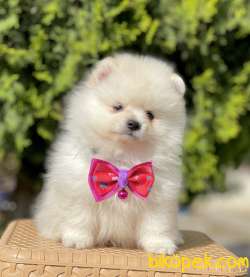 Pomeranian Boo Teddy Bear Yavrular 5